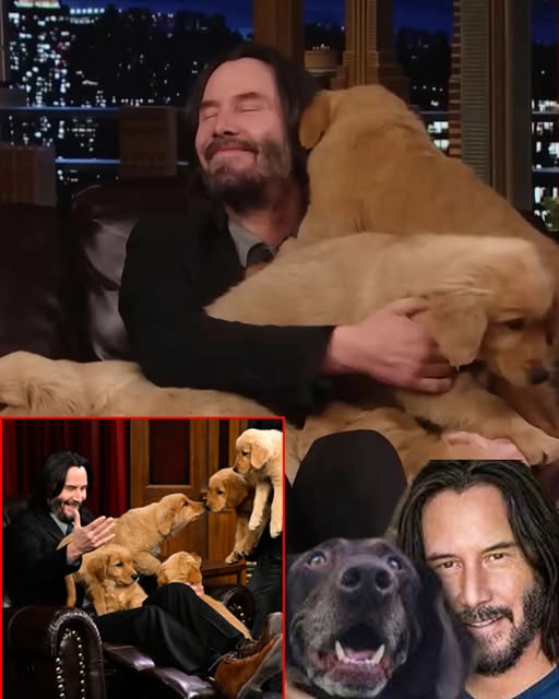 Incredible hero: Keanu Reeves rescued and built a farm to raise dogs after the massive flood in Texas caused a lot of damage and left the dogs homeless. That moment shocked and saddened the whole of America… – papasuke